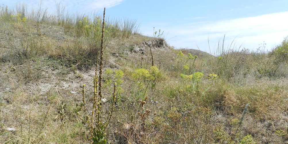 info-sud-est-mahmudia-salsovia-1