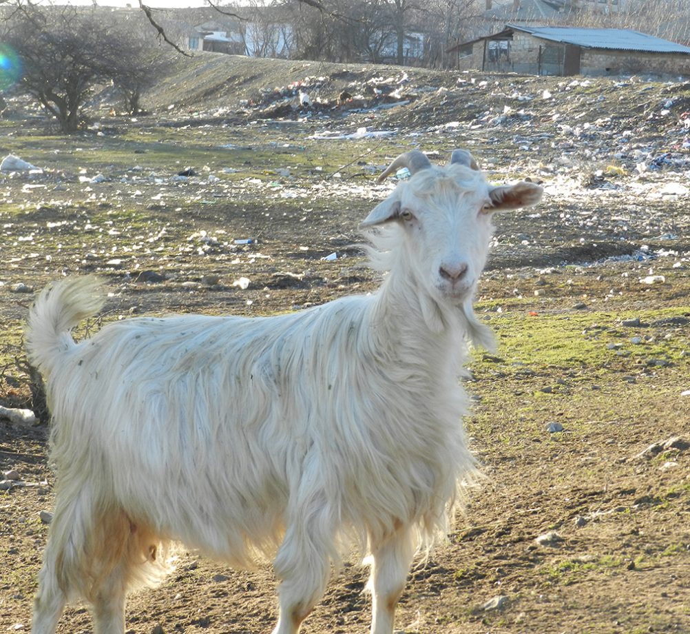 info-sud-est-altin-tepe