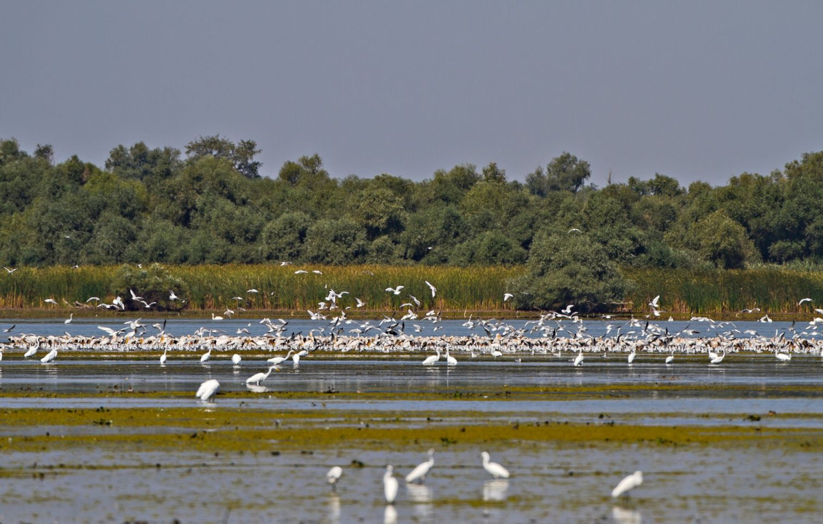 Ziua Mondială a Vieții Sălbatice