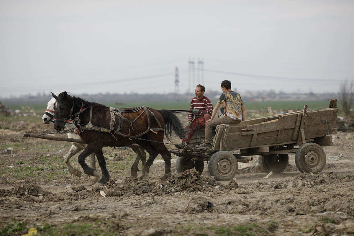 sintesti ilfov caruta cal mediu rural sate comune