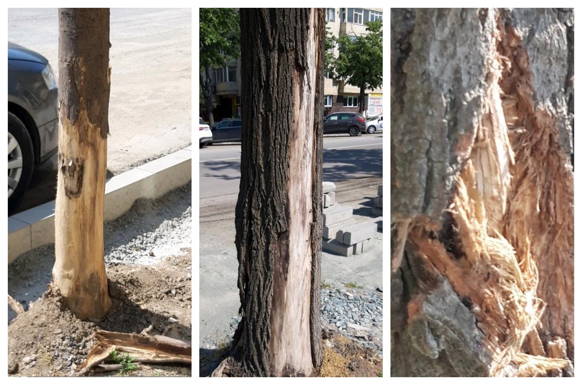 coapc lapunseanu garda de mediu