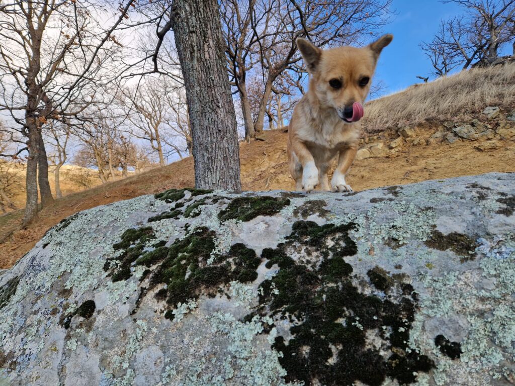 muntii macin rezervatie naturala parcul muntii macin varful tutuiatu roci stanci munti hercinici padure expeditie drumetie vacanta concediu turisti tulcea greci (6)