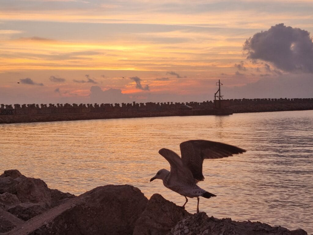 rasarit pescarus soare litoral marea neagră plaja dimineata constanta