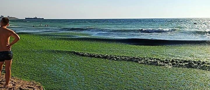 plaja-alge-litoral