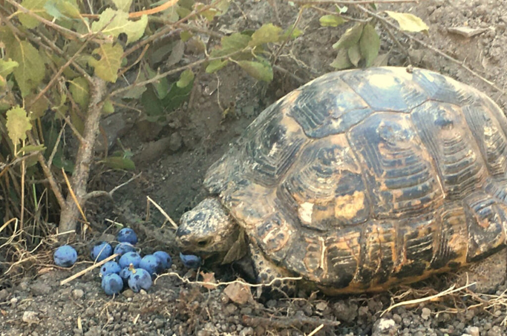 cetatea histria broasca testoasa