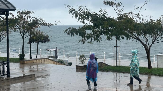 cod rosu ploi constanta