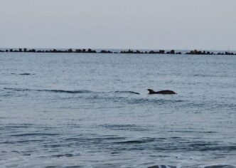 delfini-mamaia-constanta