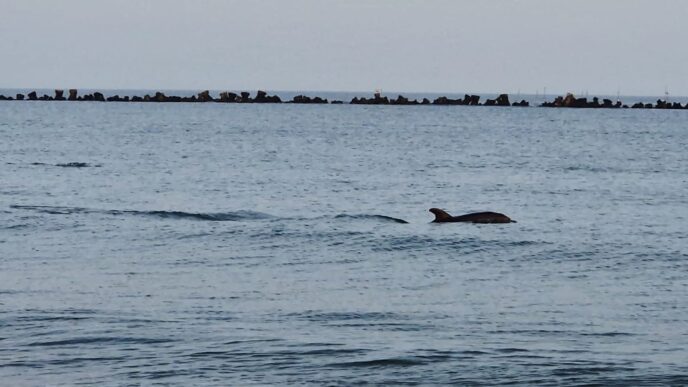 delfini-mamaia-constanta