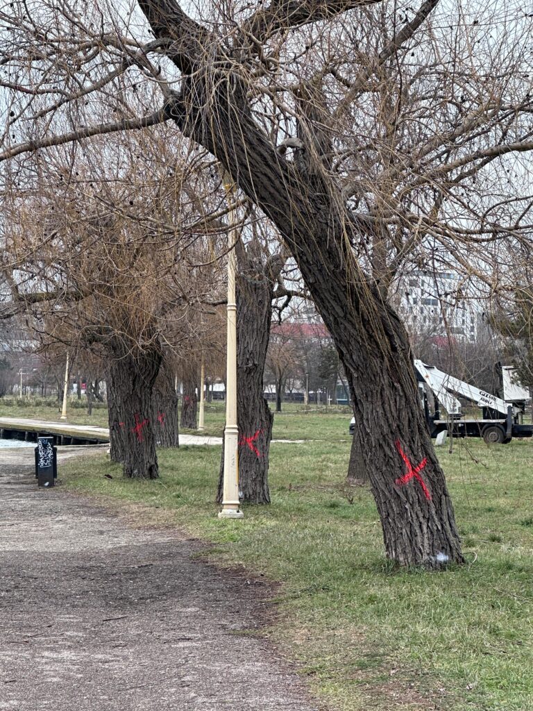 copaci taiati tabacarie