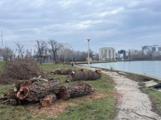 copaci taiati tabacarie