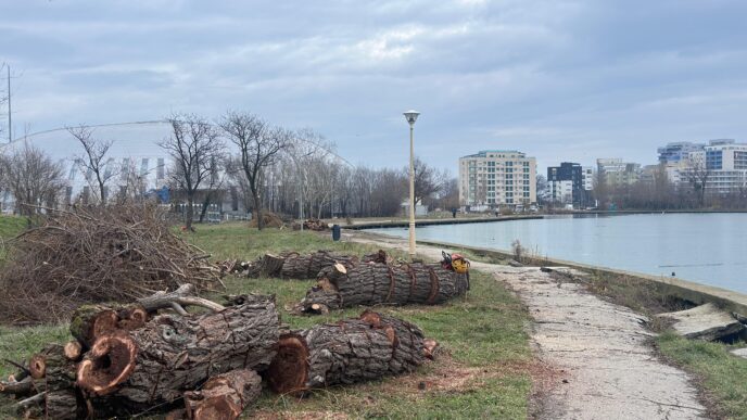 copaci taiati tabacarie