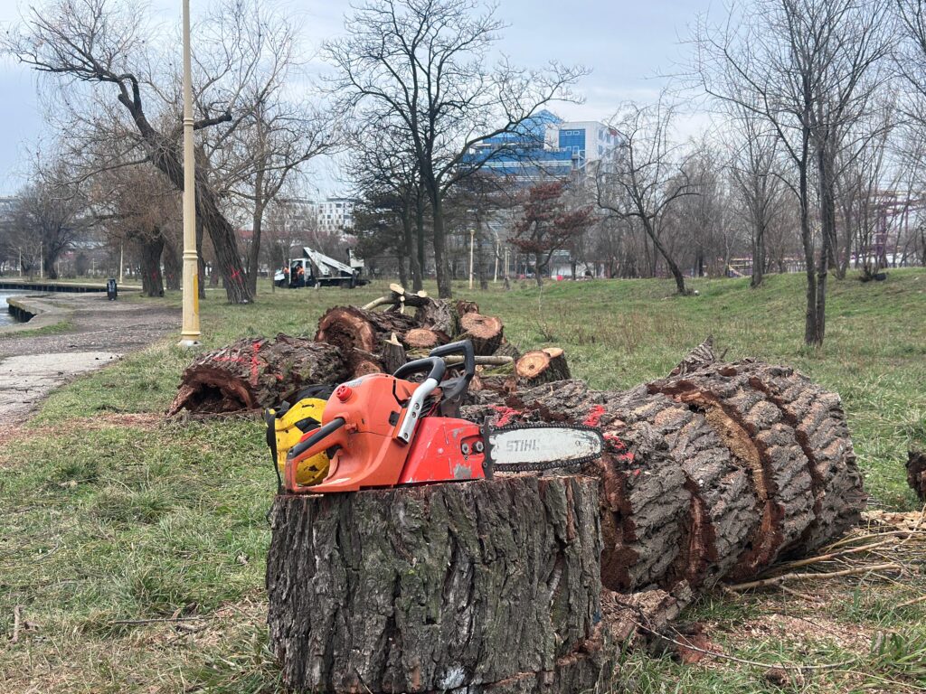 copaci taiati tabacarie