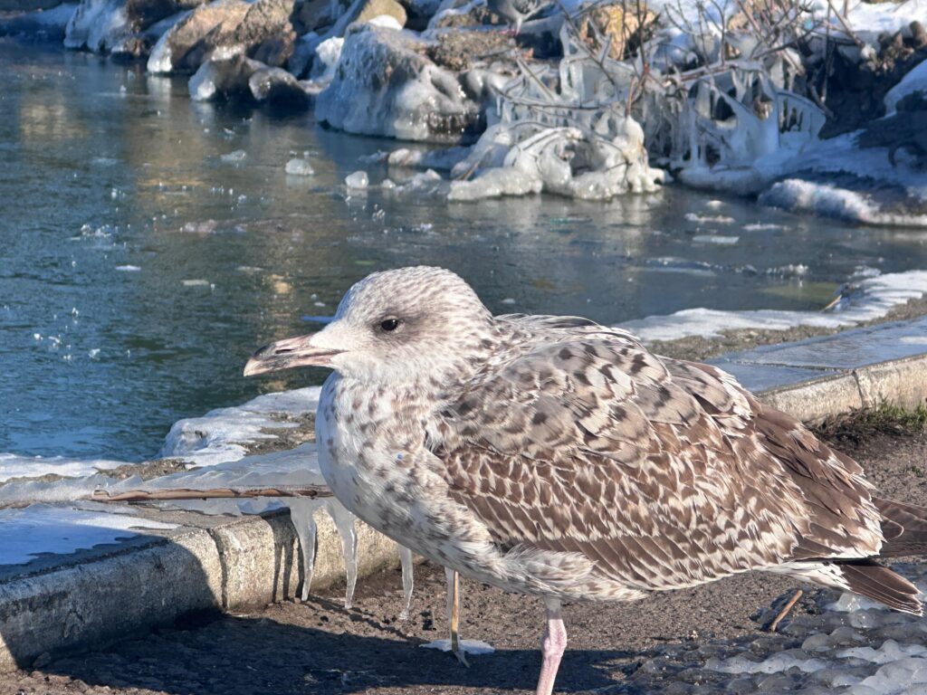 lac tabacarie inghetat iarna